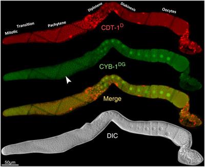 Initial characterization of gap phase introduction in every cell cycle of C. elegans embryogenesis